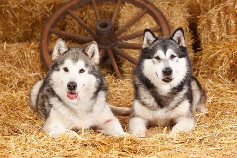 Alaskan Malamutes