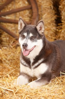 Alaskan Malamute