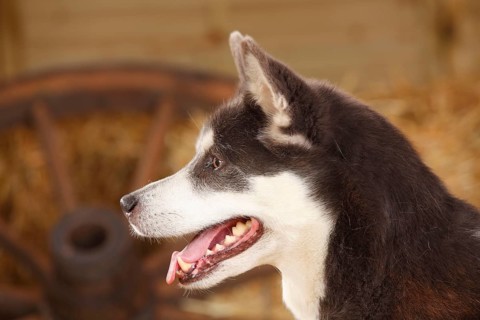 Alaskan Malamute