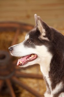Alaskan Malamute