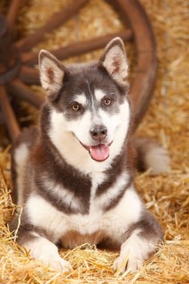 Alaskan Malamute