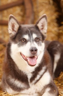 Alaskan Malamute