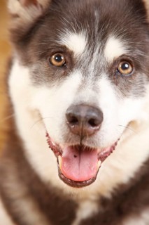 Alaskan Malamute