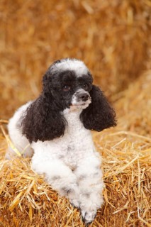 Toy Poodle