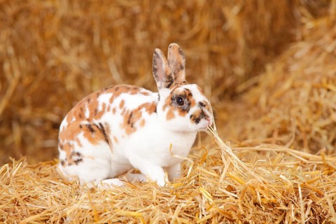 Dwarf Rex Rabbit