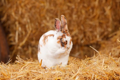 Dwarf Rex Rabbit