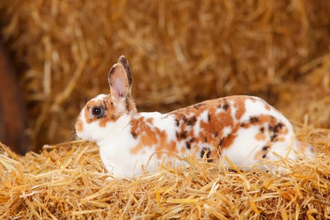 Dwarf Rex Rabbit