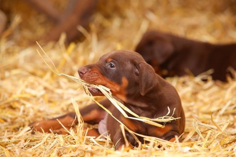 Doberman Pinscher
