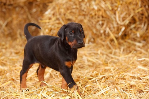 Doberman Pinscher