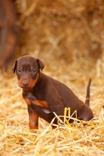 Doberman Pinscher
