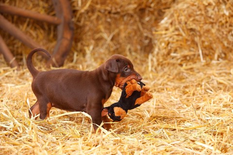 Doberman