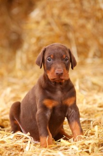 Doberman Pinscher