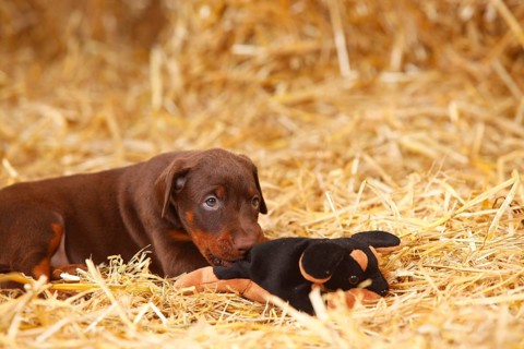 Doberman