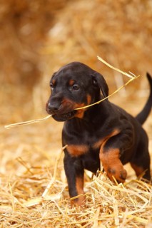 Doberman Pinscher