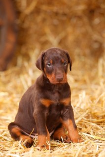 Doberman Pinscher
