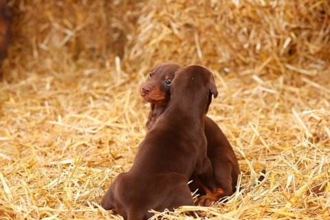 Doberman Pinscher