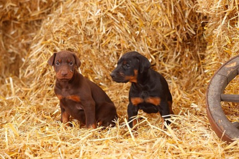 Doberman Pinscher