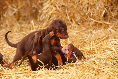 Doberman Pinscher
