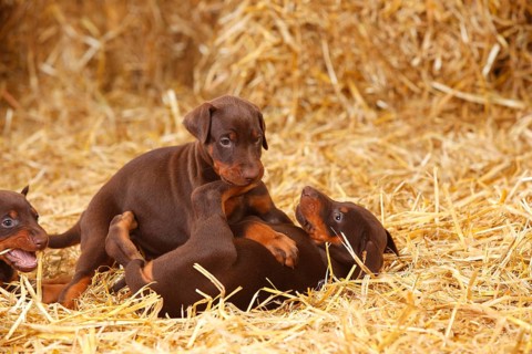 Doberman Pinscher