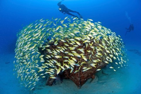 Diver