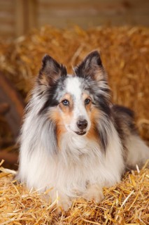 Sheltie