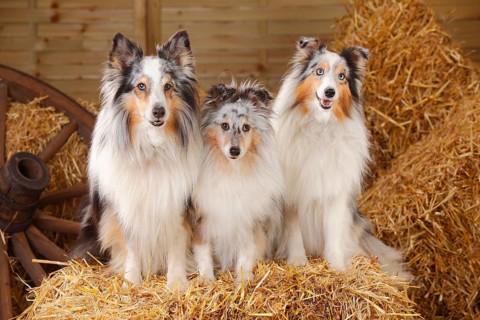 Shelties