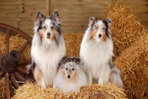 Shelties