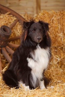 Sheltie
