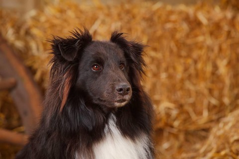 Sheltie
