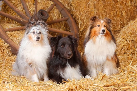 Sheltie