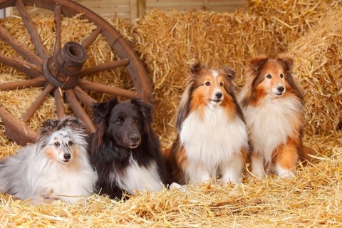 Sheltie