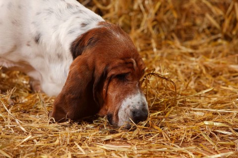 Basset Hound