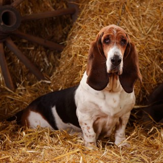 Basset Hound