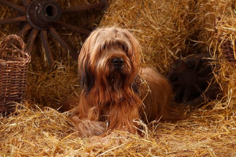 Briard