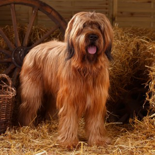 Briard