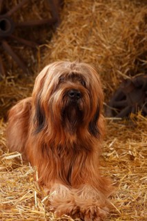 Briard