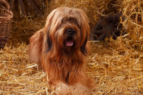 Briard