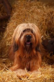 Briard