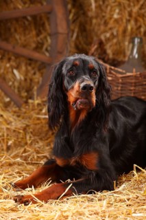 Gordon Setter