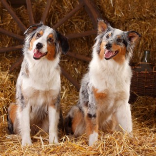 Australian Shepherd