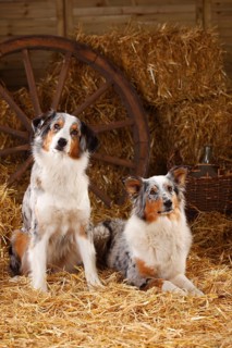 Australian Shepherd