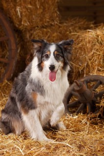 Australian Shepherd