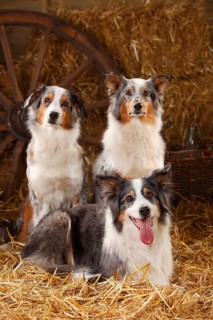 Australian Shepherd