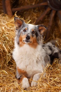 Australian Shepherd