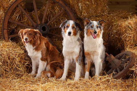 Australian Shepherd