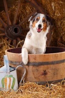 Australian Shepherd