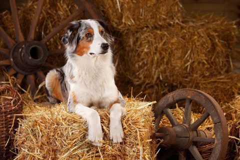 Australian Shepherd