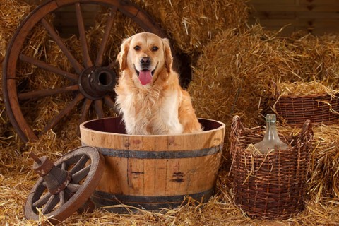 Golden Retriever