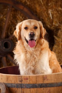 Golden Retriever