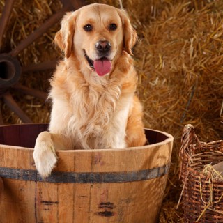 Golden Retriever